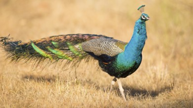 Indian Peafowl (Pavo cristatus) male, Kanha National Park, India