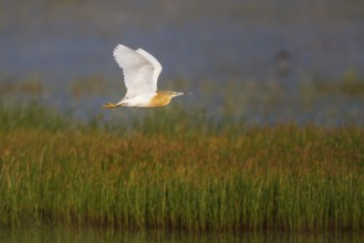 Squacco Heron (Ardeola ralloides) flying, Greece