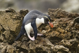 Snares Penguin (Eudyptes robustus), Snares Islands, New Zealand