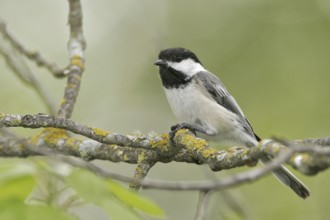 Black-capped Chickadee (Poecile atricapillus), Maine, USA