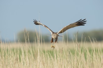 Western Marsh Harrier (Circus aeruginosus) male flying with prey, Schleswig-Holstein, Germany