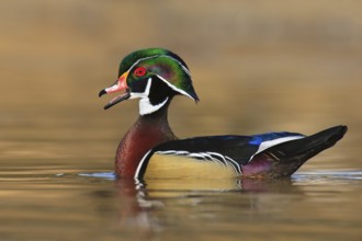 Wood Duck (Aix sponsa) male mating, British Columbia, Canada