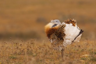 Great Bustard (Otis tarda) male, La Serena, Spain