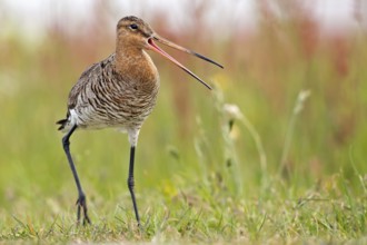 Black-tailed Godwit (Limosa limosa) calling, Texel, Netherlands