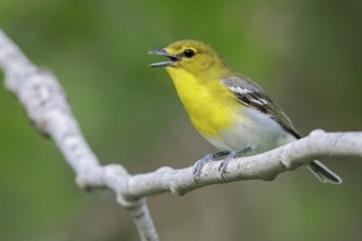 Yellow-throated Vireo (Vireo flavifrons) perched on a branch in southern Ontario, Canada