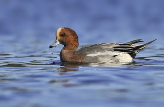 Eurasian Wigeon (Mareca penelope) male, British Columbia, Canada