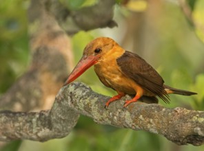 Brown-winged Kingfisher (Pelargopsis amauroptera) male perched on a branch, West Bengal, India