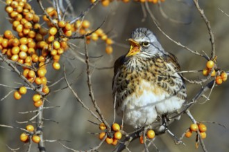 Fieldfare (Turdus pilaris) feeding on berries of Common sea buckthorn (Hippophae rhamnoides),