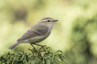 Humes Leaf Warbler - Tienschan-Laubsänger - Phyllsocopus humei ssp. humei, Kyrgyzstan
