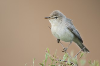 Uppchers Warbler - Dornspötter - Hippolais languida, Kyrgyzstan