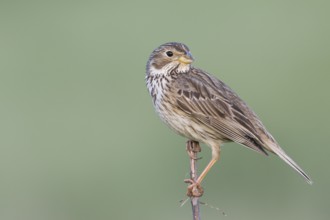 Corn Bunting - Grauammer - Miliaria calandra ssp. calandra, Hungary, adult
