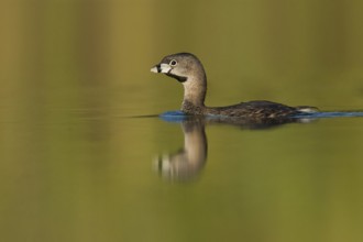 Pied-billed Grebe (Podilymbus podiceps), Setúbal, Portugal