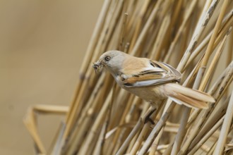 Bearded Reedling - Bartmeise - Panurus biarmicus ssp. russicus, Kazakhstan, adult female