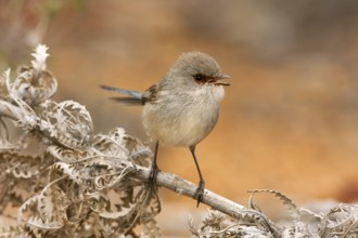 Blue-breasted Fairywren (Malurus pulcherrimus) female, Western Australia, Australia