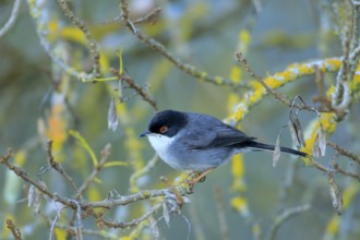 Sardinian Warbler (Sylvia melanocephala) male perched on a branch, Andalusia, Spain