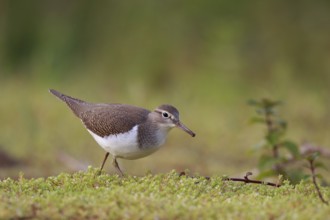 Common Sandpiper (Actitis hypoleucos) foraging, North Rhine-Westphalia, Germany