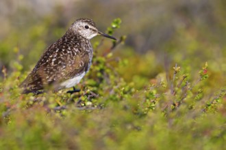 Bruchwasserläufer, Wood Sandpiper, Tringa glareola, Chevalier sylvain, Andarríos Bastardo