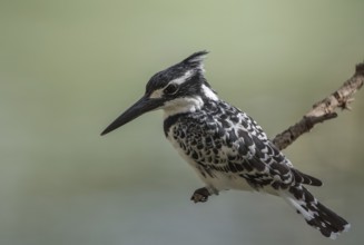Pied Kingfisher (Ceryle rudis) female perched on a branch, Thies, Senegal