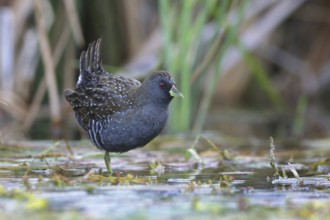 Australian Crake (Porzana fluminea) foraging, Victoria, Australia