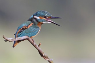 Common Kingfisher (Alcedo atthis) juvenile, Saxony-Anhalt, Germany