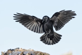 Northwestern Crow (Corvus caurinus) flying, Alaska, USA