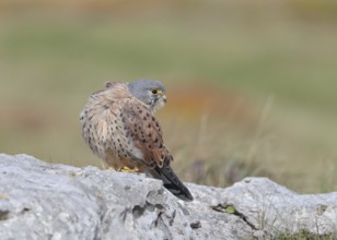 Common Kestrel (Falco tinnunculus) male perched on a rock, Wales, United Kingdom
