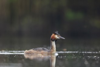 Great Crested Grebe (Podiceps cristatus), North Rhine-Westphalia, Germany