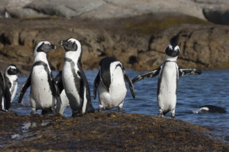 African Penguin (Spheniscus demersus) group on beach, South Africa
