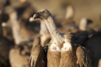 Griffon Vulture (Gyps fulvus), Madrid, Spain