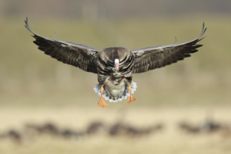Greater White-fronted Goose (Anser albifrons) landing, North Rhine-Westphalia, Germany