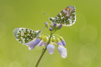 Orange Tip (Anthocharis cardamines) on Cuckoo Flower (Cardamine pratensis), Lower Saxony, Germany