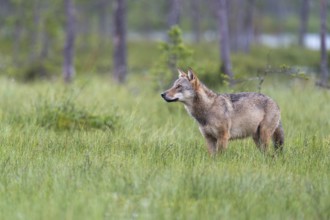 European Wolf (Canis lupus) adult standing in bog, Finland