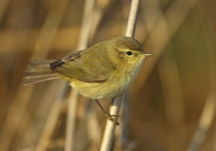 Common Chiffchaff (Phylloscopus collybita), Vila Franca de Xira, Portugal