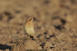 Isabelline Wheatear (Oenanthe isabellina), Greece
