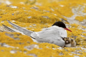 Arctic Tern (Sterna paradisaea) with chick, Farne Islands, United Kingdom