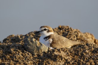 Kentish Plover (Charadrius alexandrinus) male, Lesvos, Greece