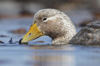 Falkland (Flightless) Steamer-Duck (Tachyeres brachypterus) swimming on a small pond in the
