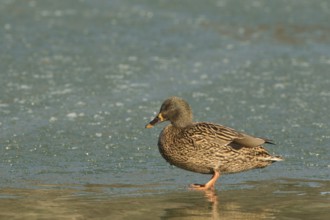 Mallard (Anas platyrhynchos) female on ice, Bavaria, Germany