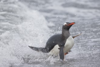 Gentoo Penguin (Pygoscelis papua) emerging from the surf, Sea Lion Island, Falkland Islands