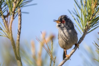Balearic Warbler (Sylvia balearica) male, Ibiza, Spain