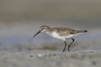 Curlew Sandpiper (Calidris ferruginea), Oman