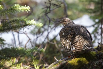 Ruffed Grouse (Bonasa umbellus) female, Alberta, Canada