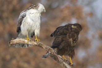 Common Buzzard (Buteo buteo), Saxony, Germany