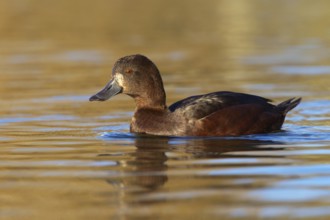 New Zealand Scaup (Aythya novaeseelandiae) female, New Zealand