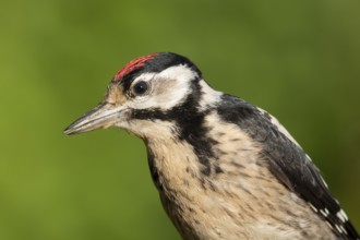 Great Spotted Woodpecker (Dendrocopos major) juvenile, Lower Saxony, Germany