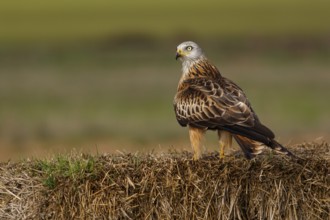Red Kite (Milvus milvus), perched on a bale, Castile and Leon, Spain