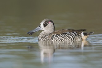 Pink-eared Duck (Malacorhynchus membranaceus), Victoria, Australia