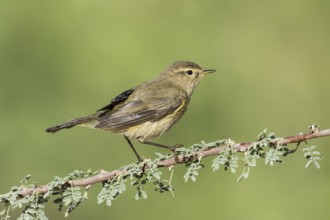 Common Chiffchaff (Phylloscopus collybita), Eilat, Israel