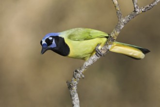 Green Jay (Cyanocorax luxuosus), Texas, USA
