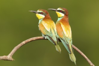 European Bee-eater (Merops apiaster) pair perched on a branch, Serbia